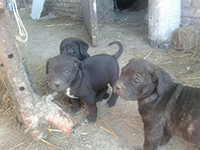 cucciolata cane corso